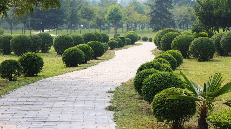 屋顶绿化，耐寒植物如何选择？**