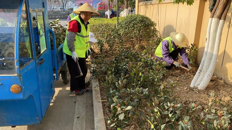 高羊茅草坪越冬，这些关键点你掌握了吗？**