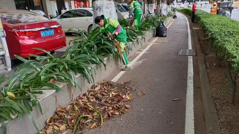 道路绿化苗木规格与价格解析：关键因素与选购策略