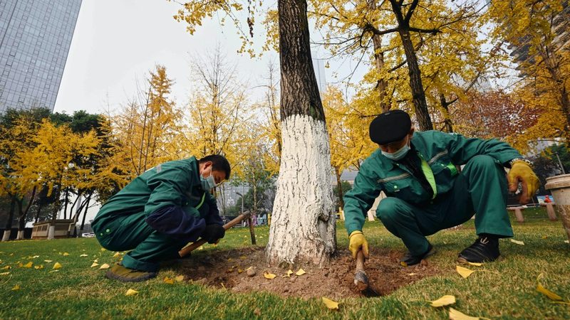 苗木种植基地批发价格哪家好