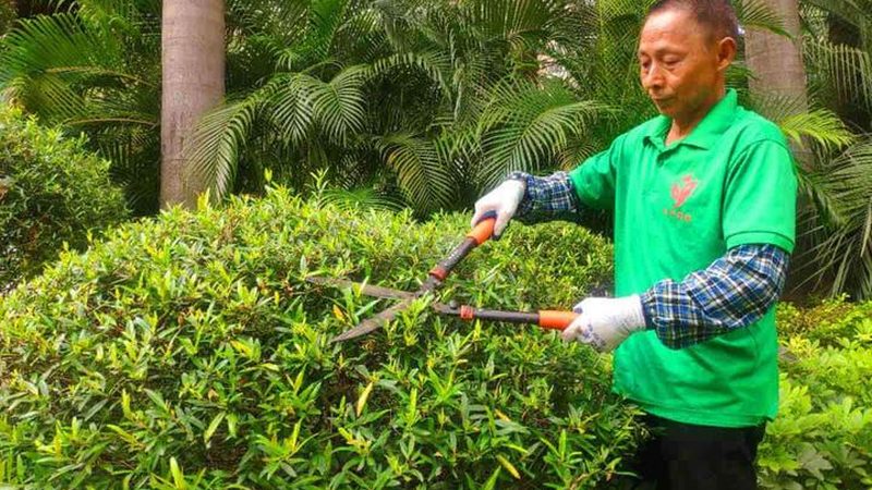 道路绿化苗木规格要求规范解析