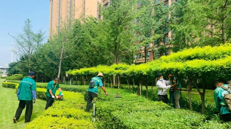草坪沙土配比与泥炭土比例的奥秘